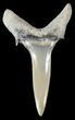 Fossil Sand Shark (Odontaspis) Tooth - Lee Creek, NC #47674-1